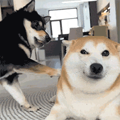 IMG_7413.gif