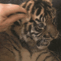 IMG_8609.gif