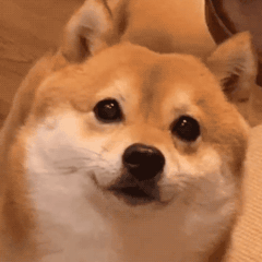 IMG_7407.gif