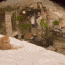 IMG_7419.gif