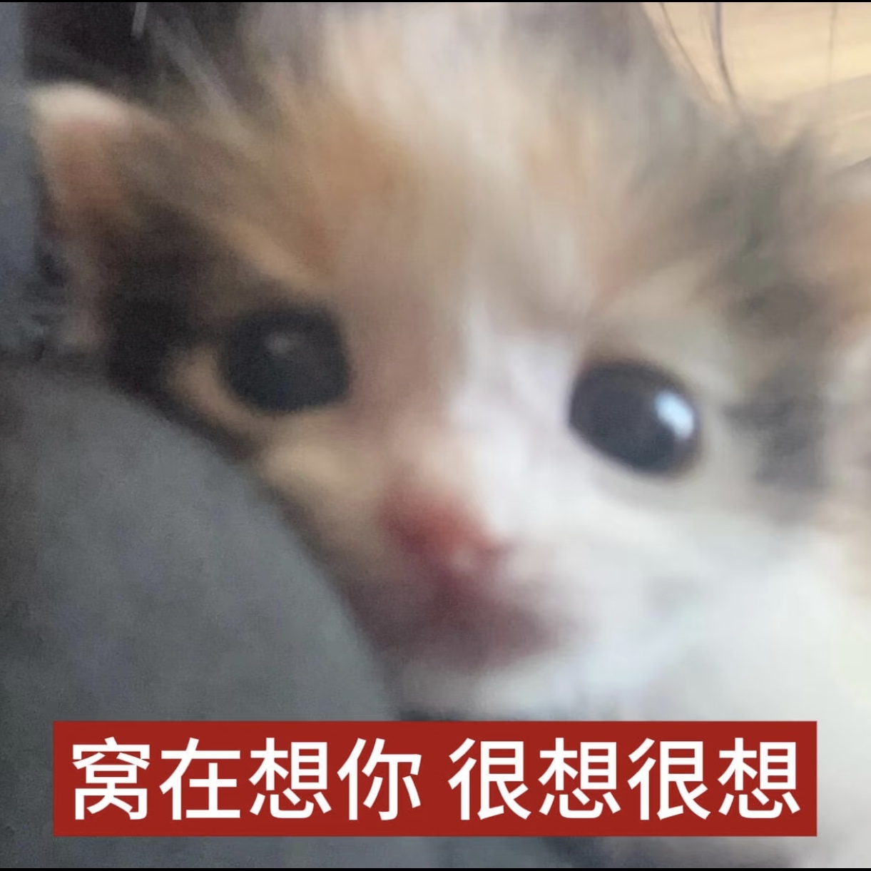 Screenshot_20260723_200607_com_xingin_xhs_edit_2895154070942080.jpg