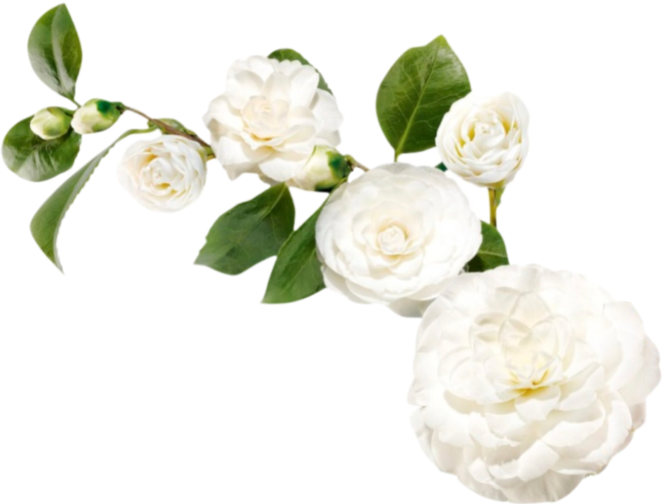 retouch_2026100813100330.png