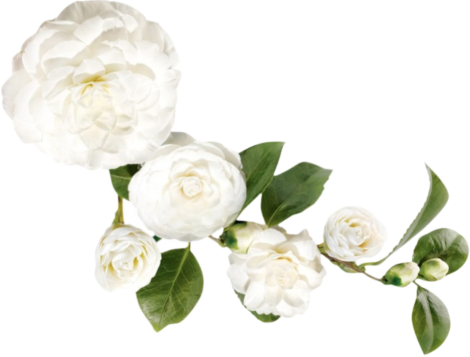 IMG_20261008_131204.png