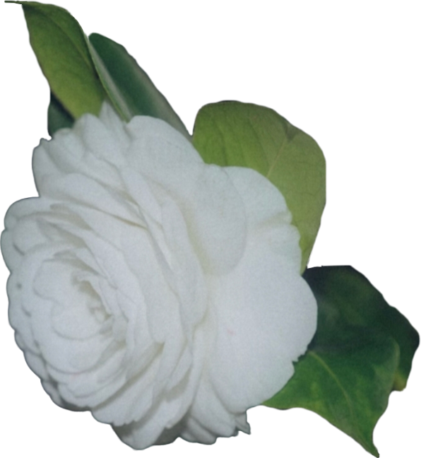 retouch_2026100813530092.png