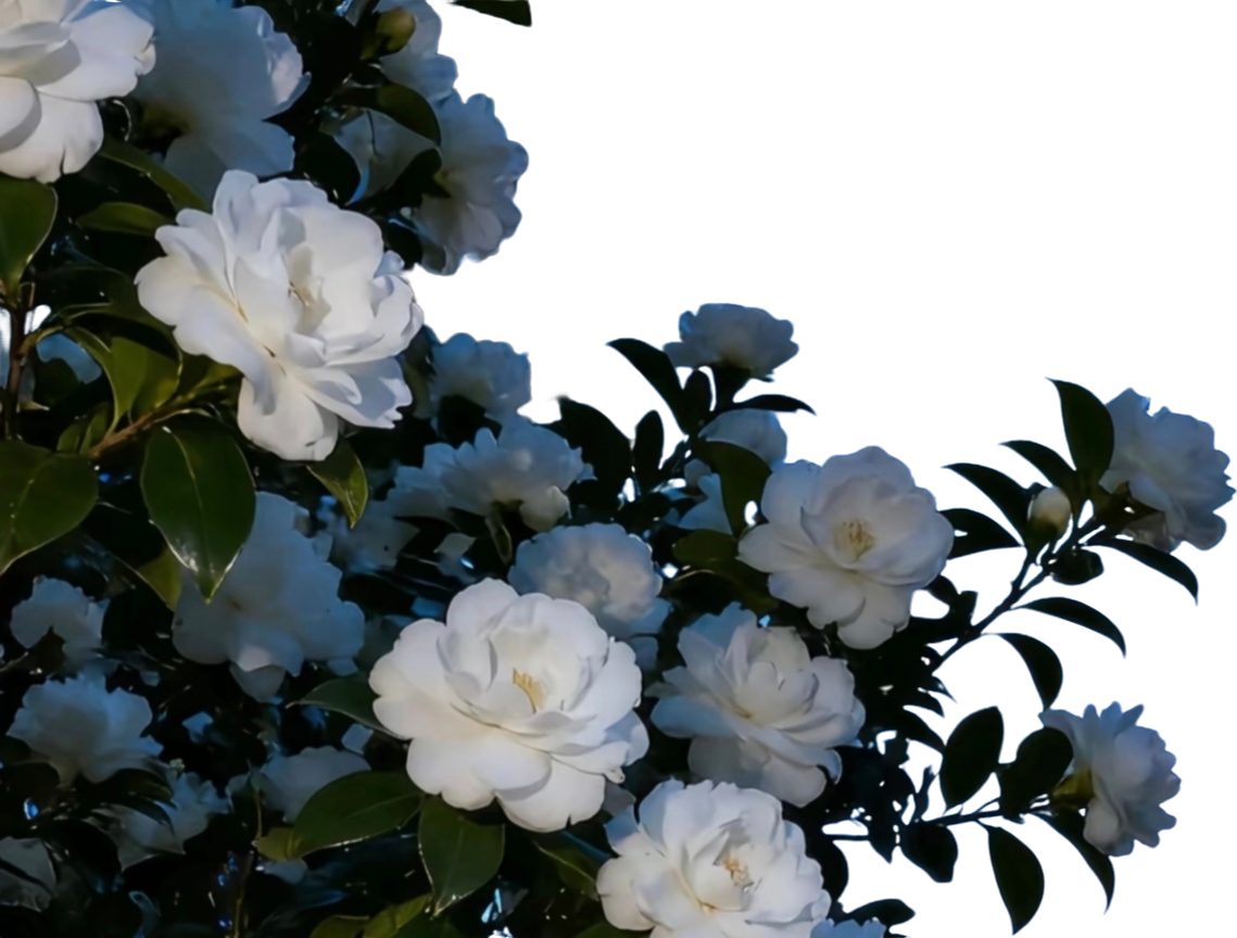 retouch_2026100711233784.png
