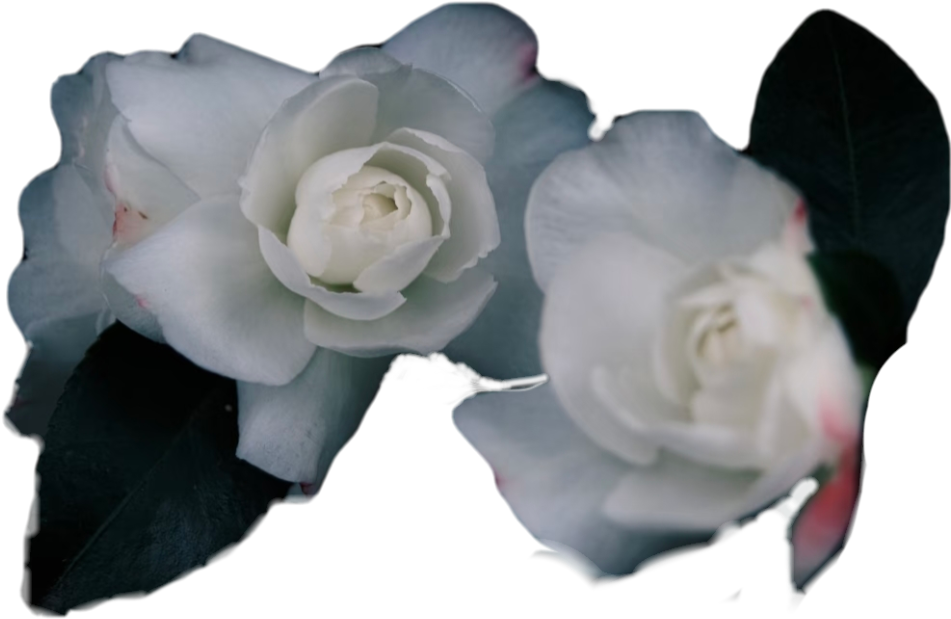 retouch_2026100711223769.png