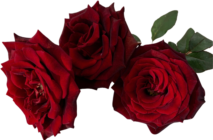 retouch_2026101320425444.png