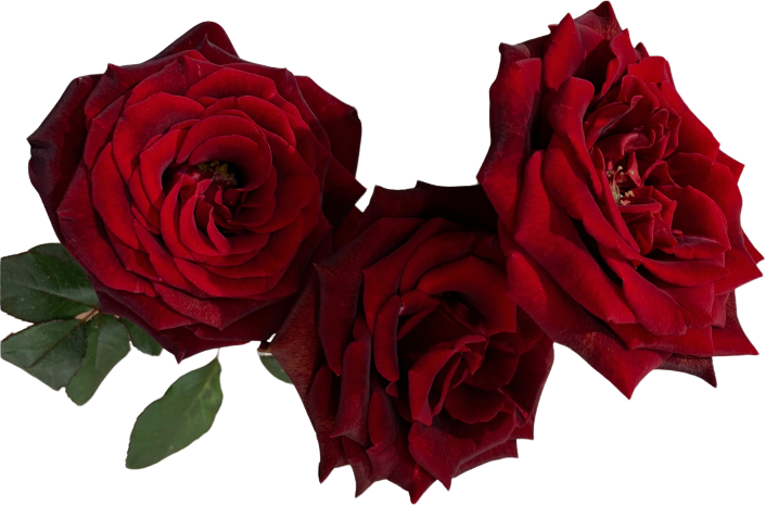 retouch_2026101320431143.png
