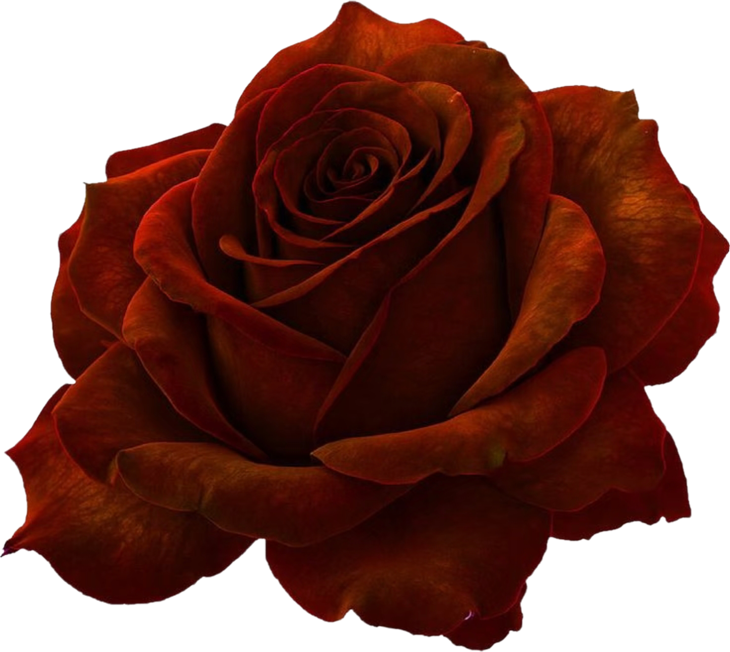 retouch_2026101320435658.png